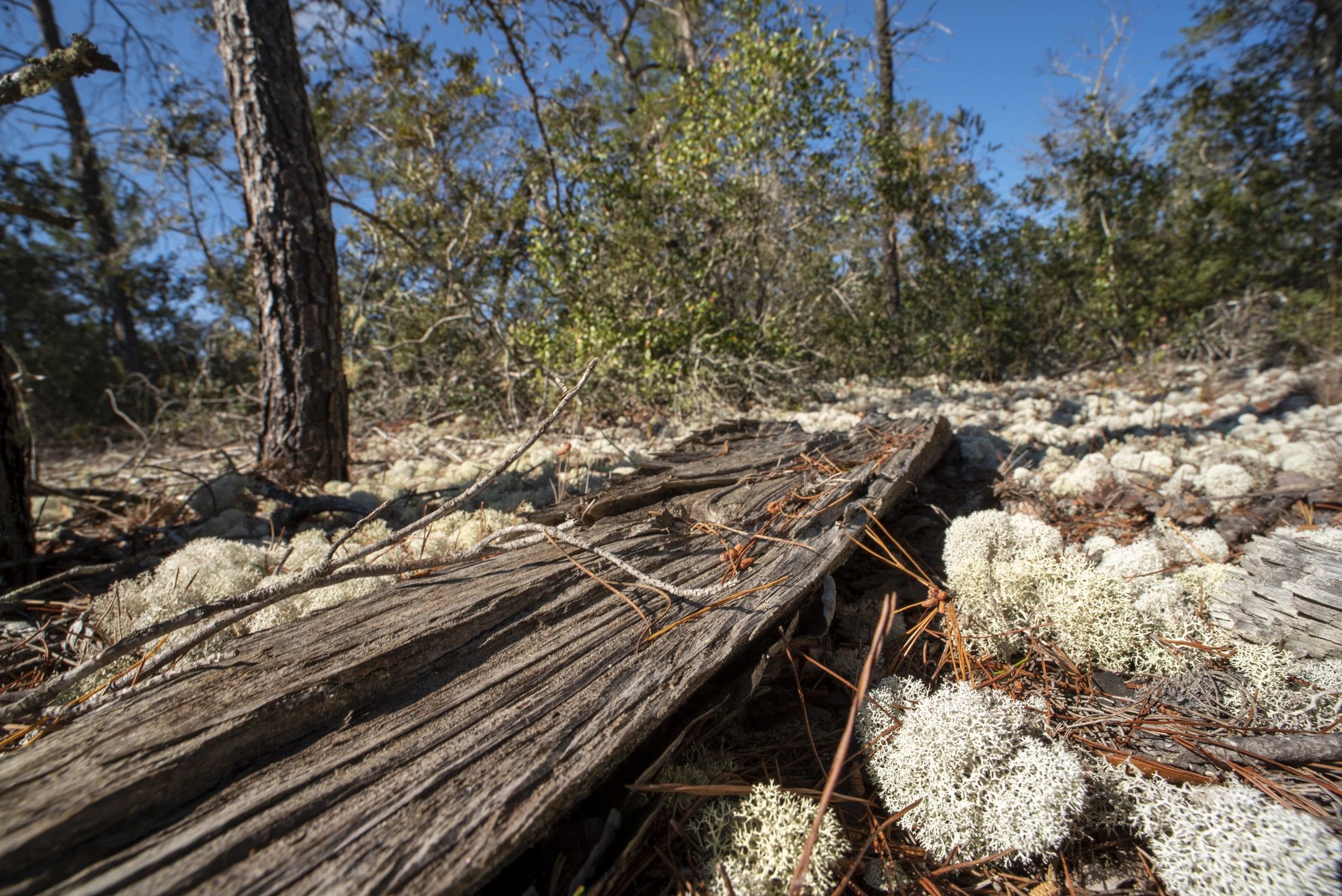 Natural wildlife habitat with ground cover