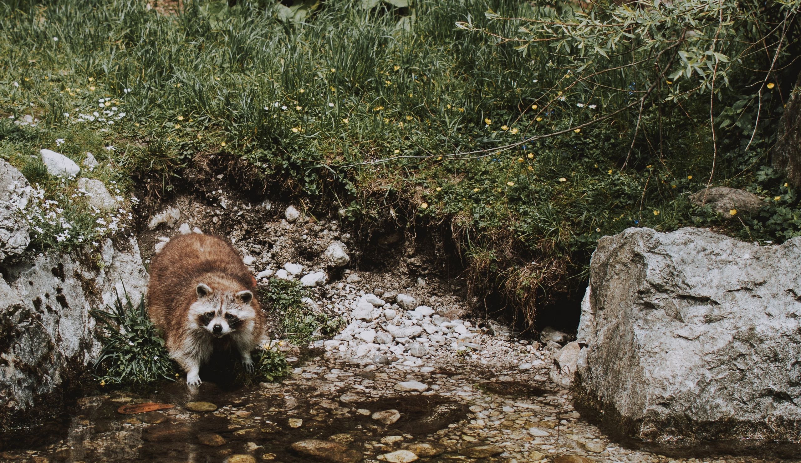 Raccoon near water representing common wildlife concerns in eastern Nebraska