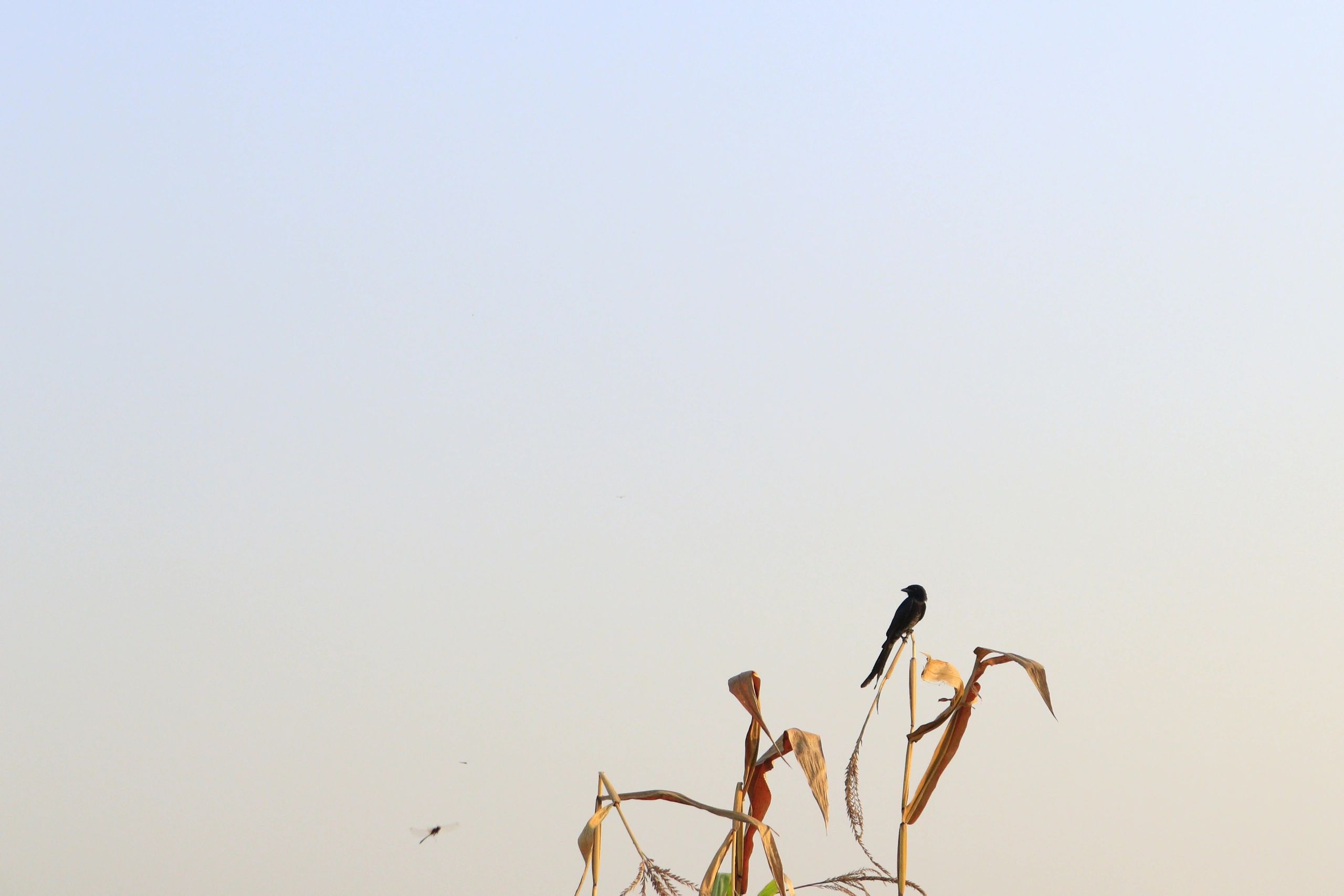 Bird-related image placeholder for cleanup and contamination section