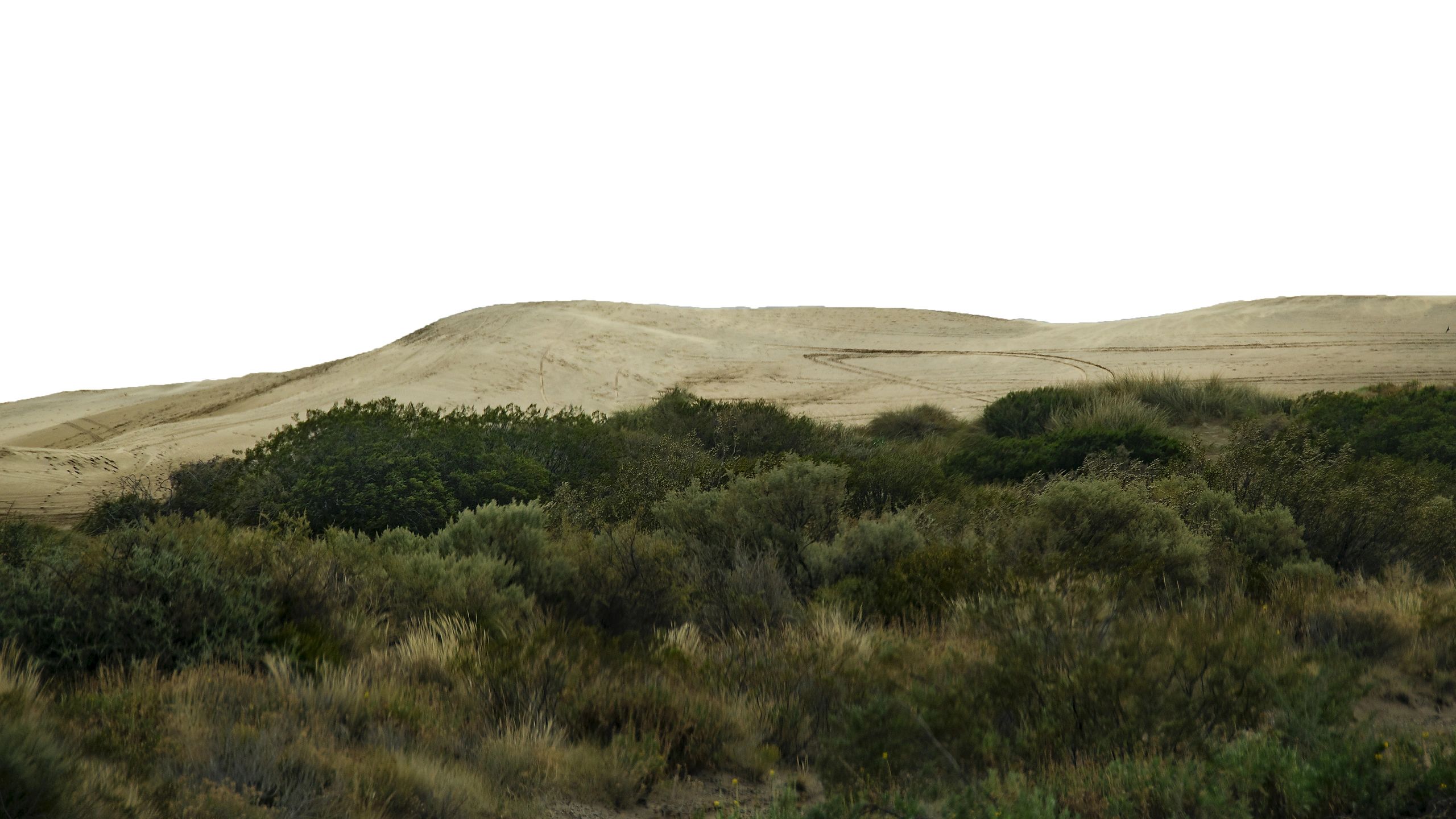 Open landscape image for wildlife product shopping path