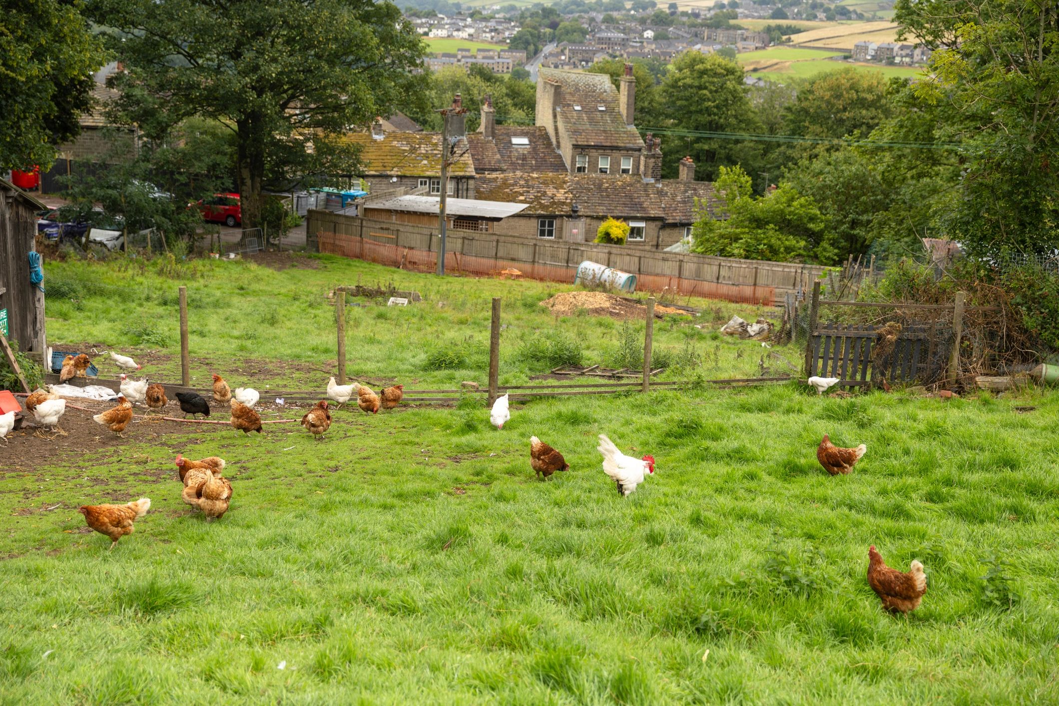 Farm poultry area representing product and service decisions