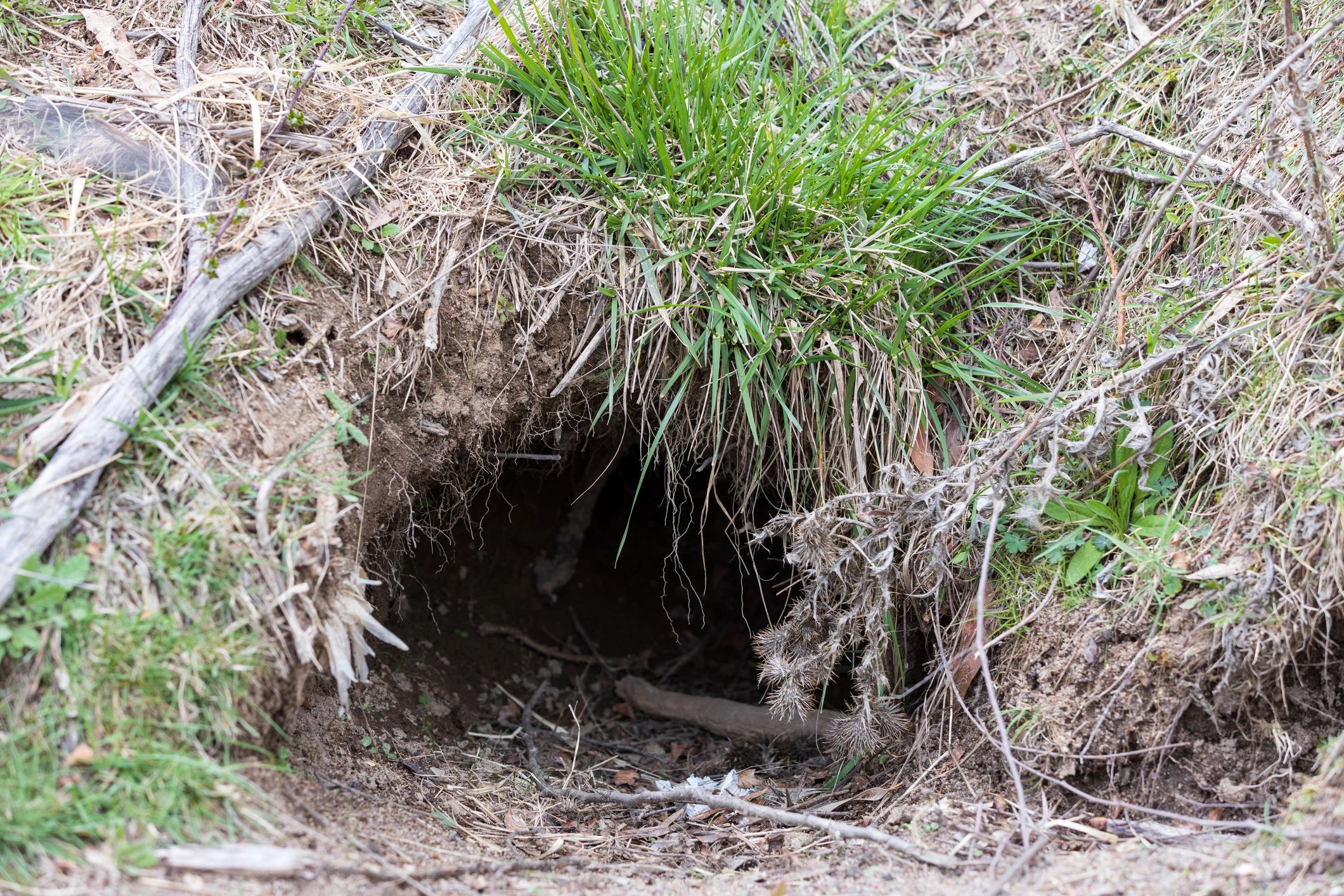 Burrow entrance in the ground
