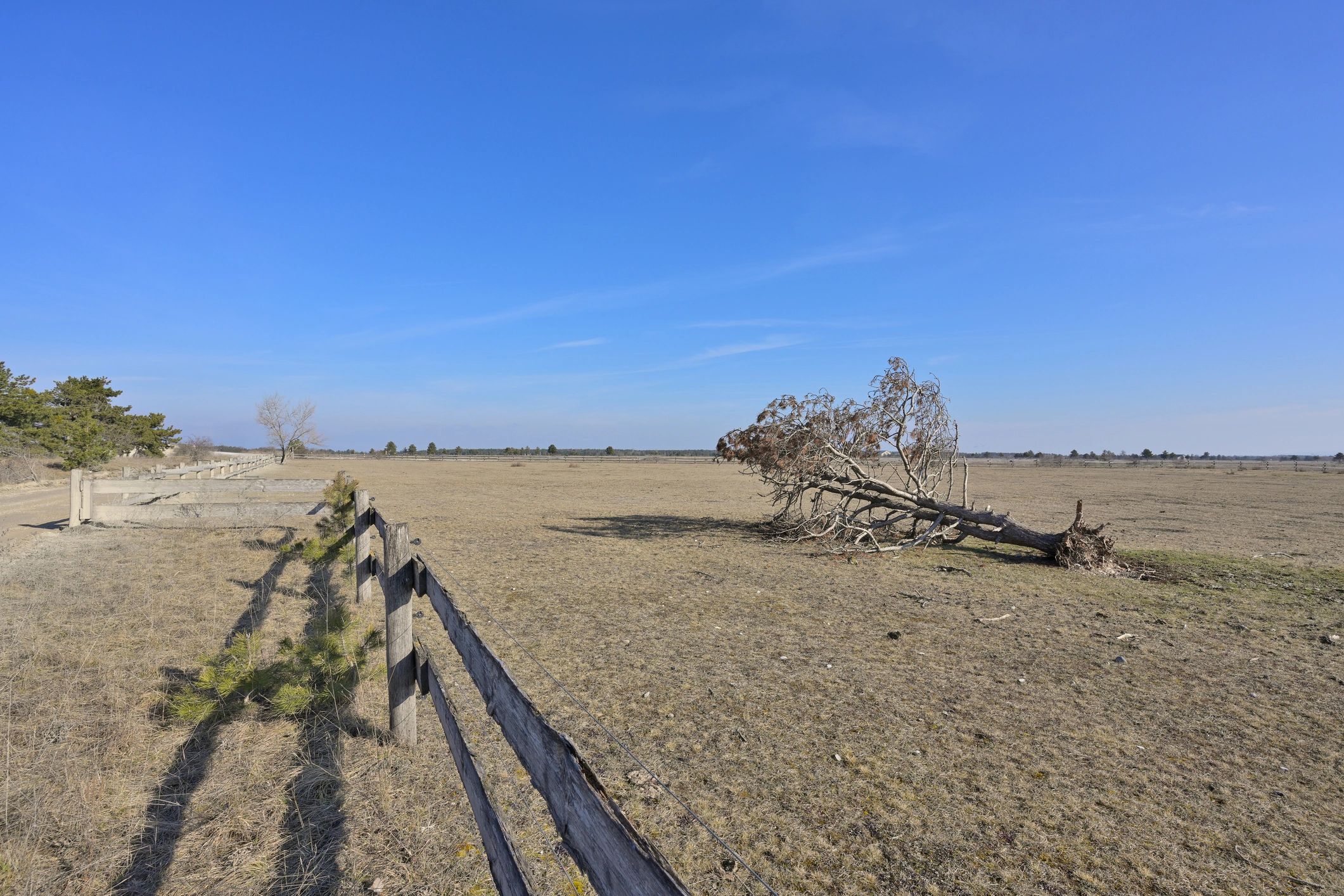 Open ranch field representing coyote pressure areas