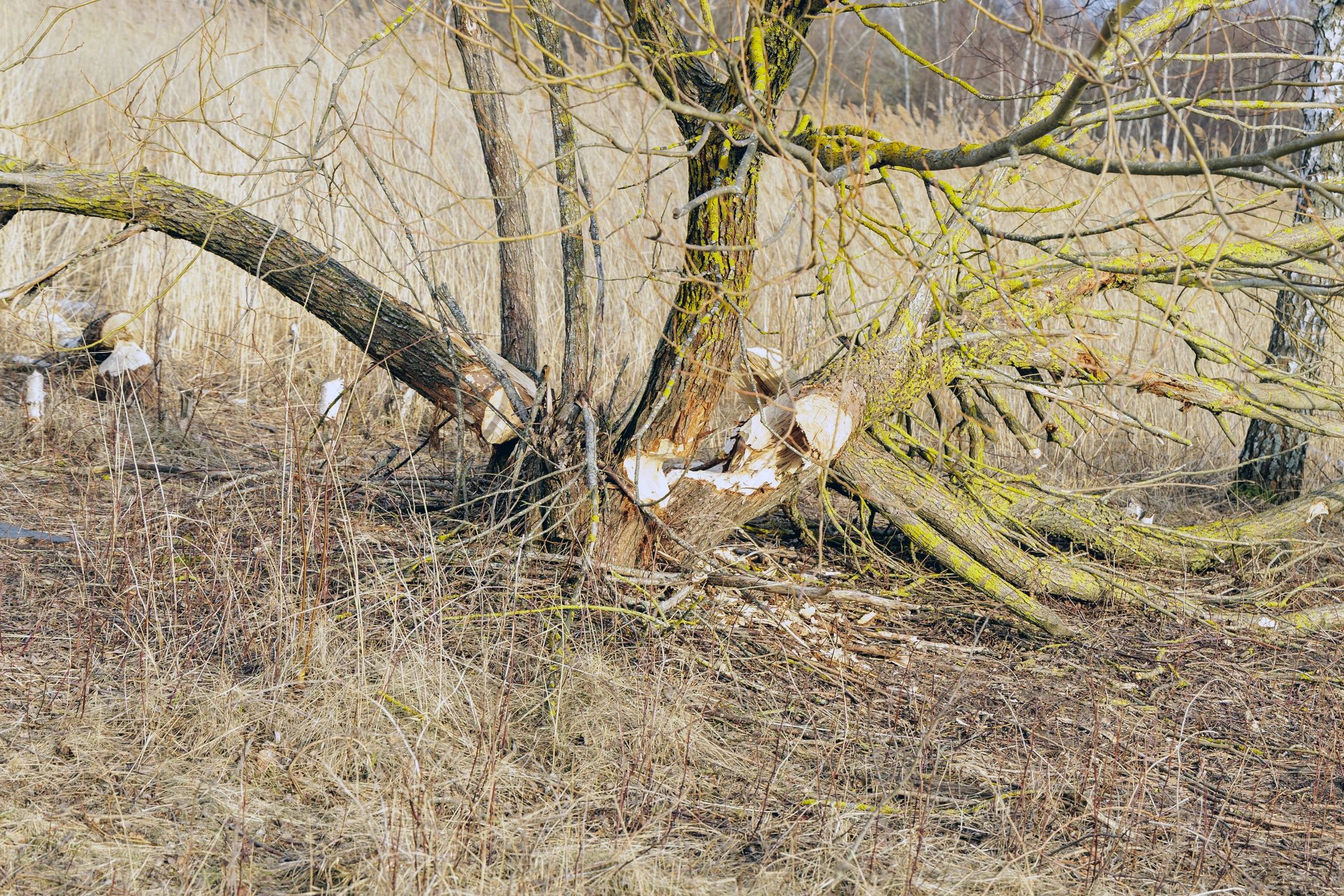 Beaver damage on a fallen willow tree