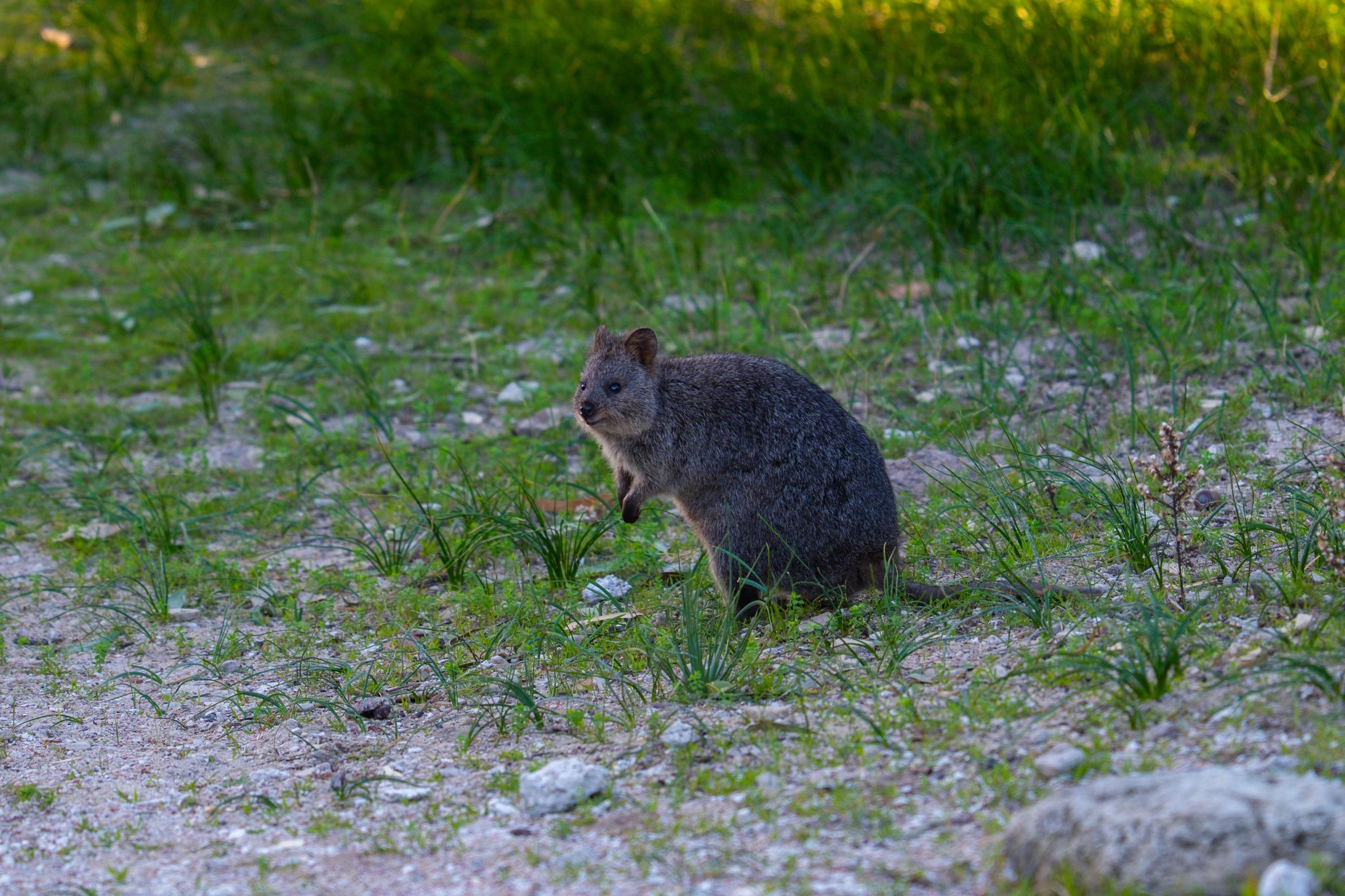 Wildlife image representing educational video content