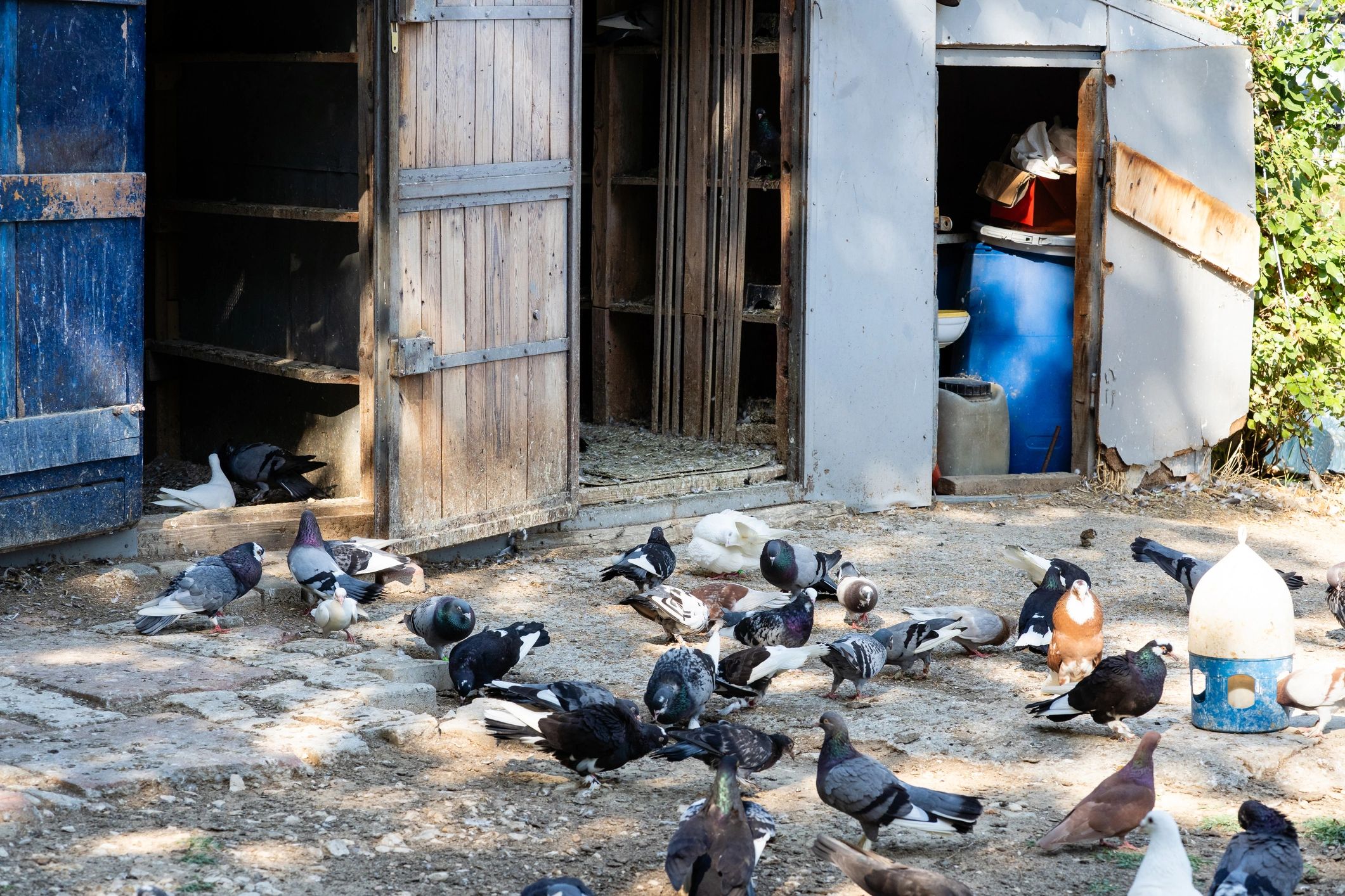 Bird-related property image supporting Omaha commercial and structural wildlife service content