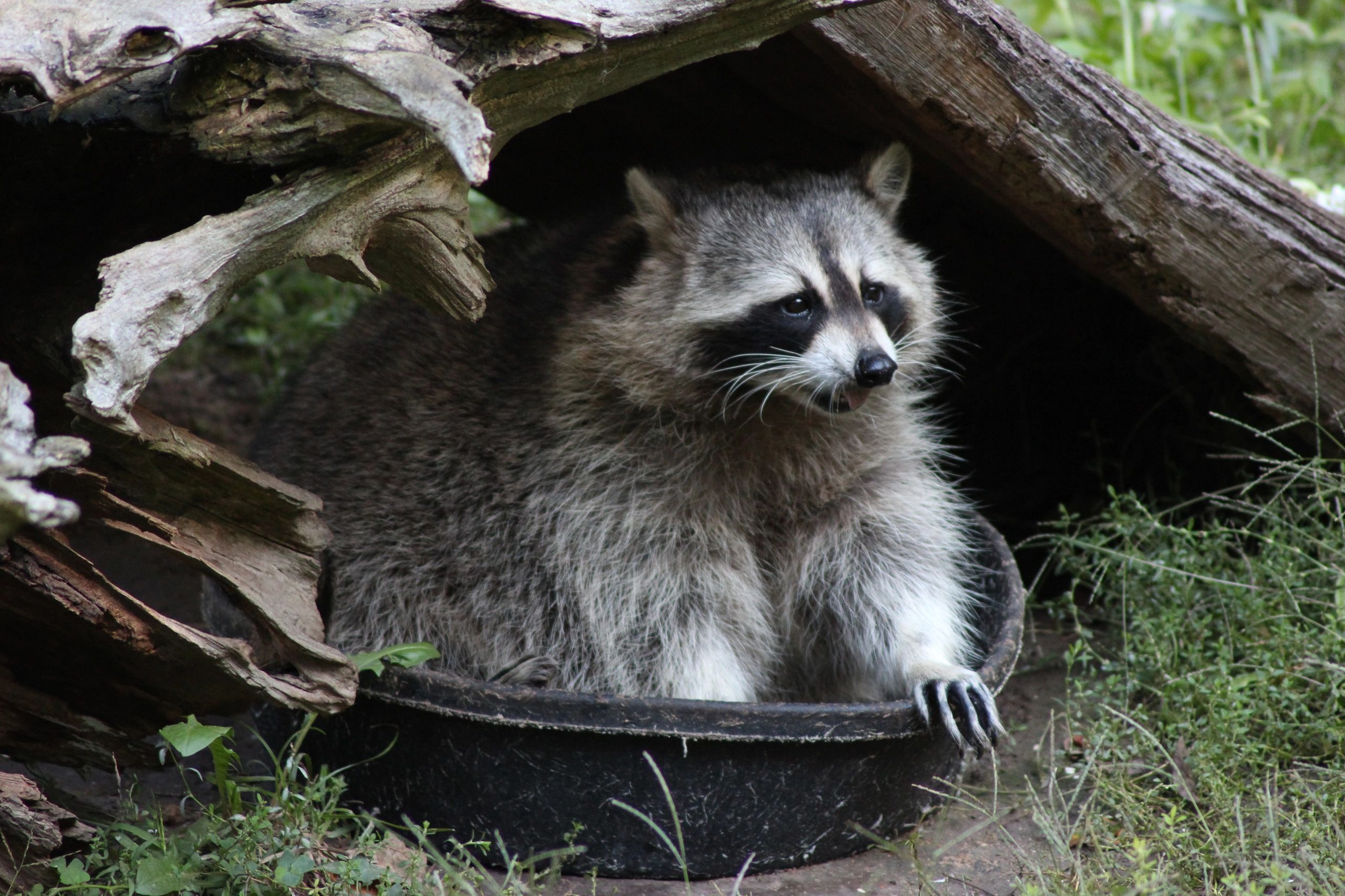 Raccoon near a shelter structure