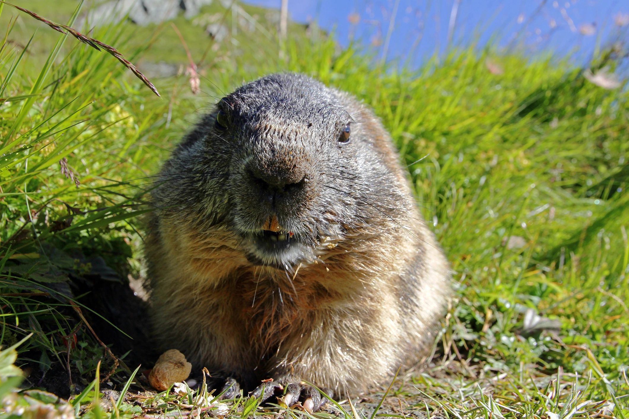 Groundhog standing in grass