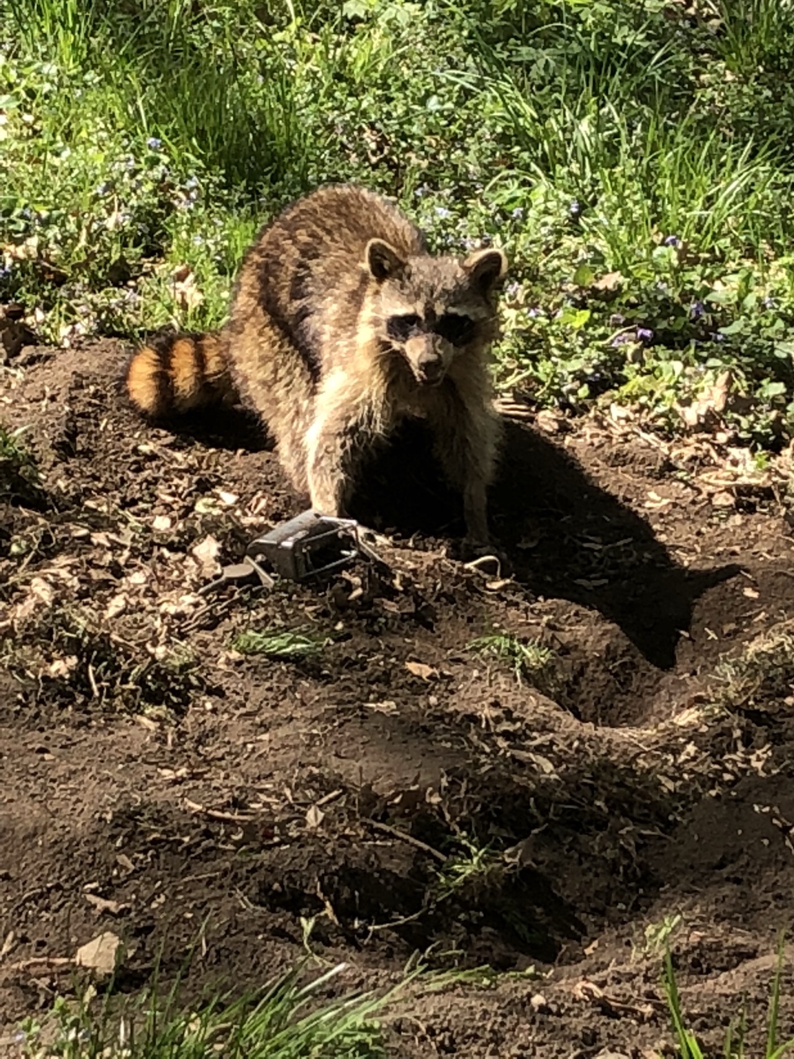 Raccoon