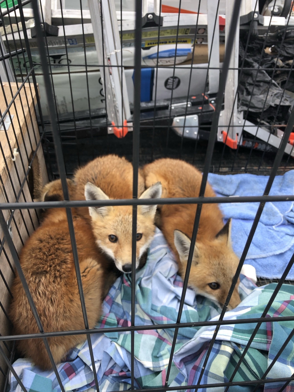 Fox