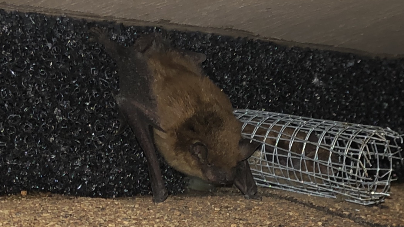 Bat